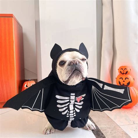 dog in bat costume|dog bat costumes for halloween.